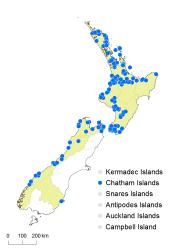 Cyathea cunninghamii distribution map based on databased records at AK, CHR, OTA and WELT.
 Image: K. Boardman © Landcare Research 2015 CC BY 3.0 NZ